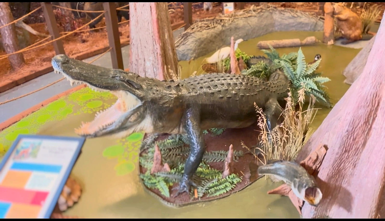The alligator in the museum's cypress-swamp diorama, jaws open